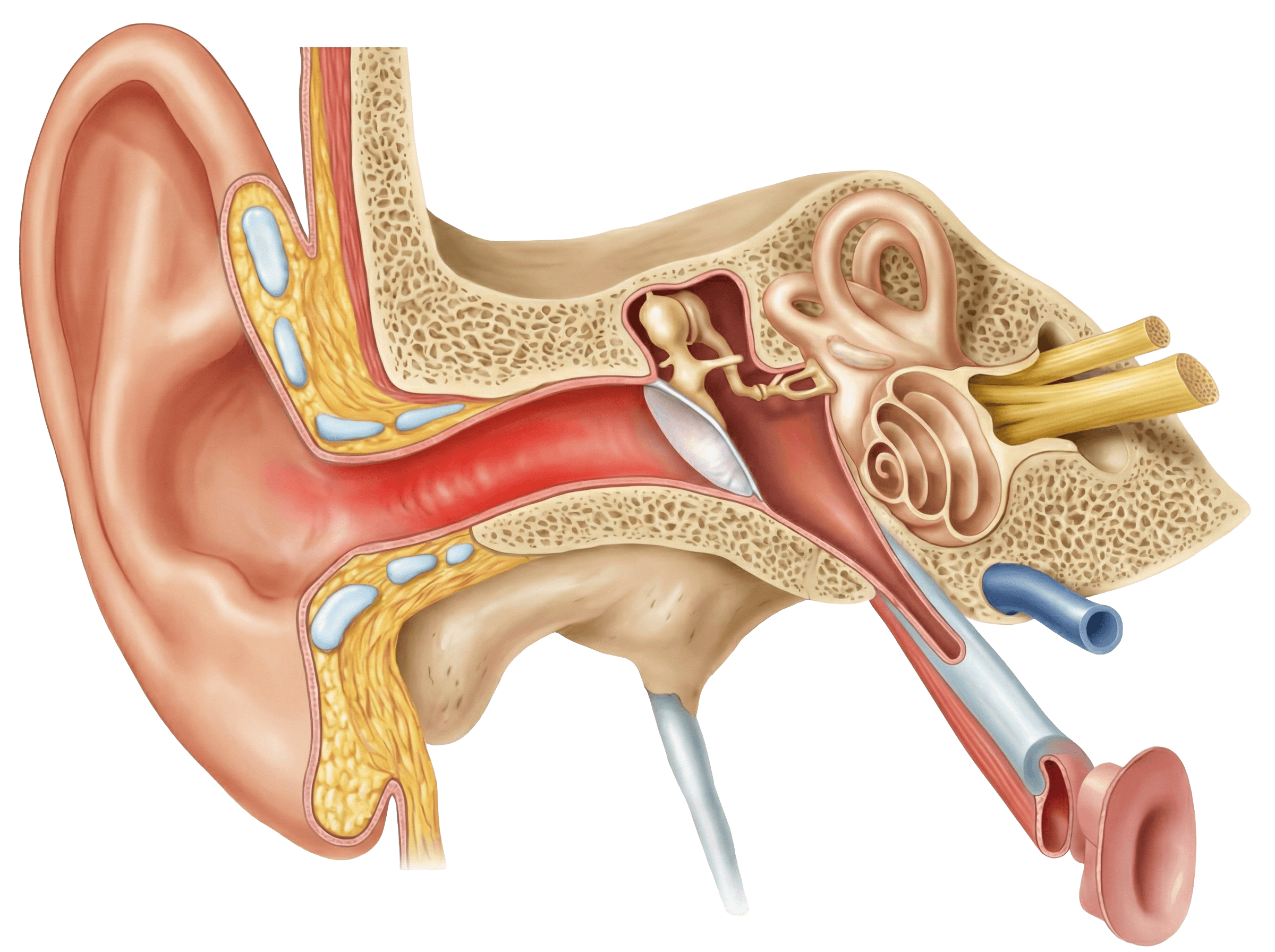gehoergangsentzuendung-1