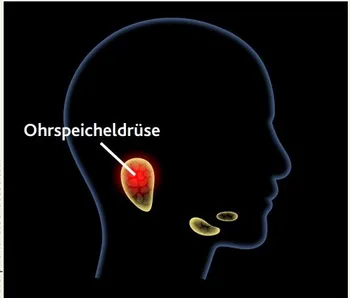 ohrenspeicheldruese thumbnail-hno21